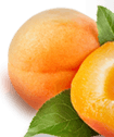 Apricot Jam Left Thumb